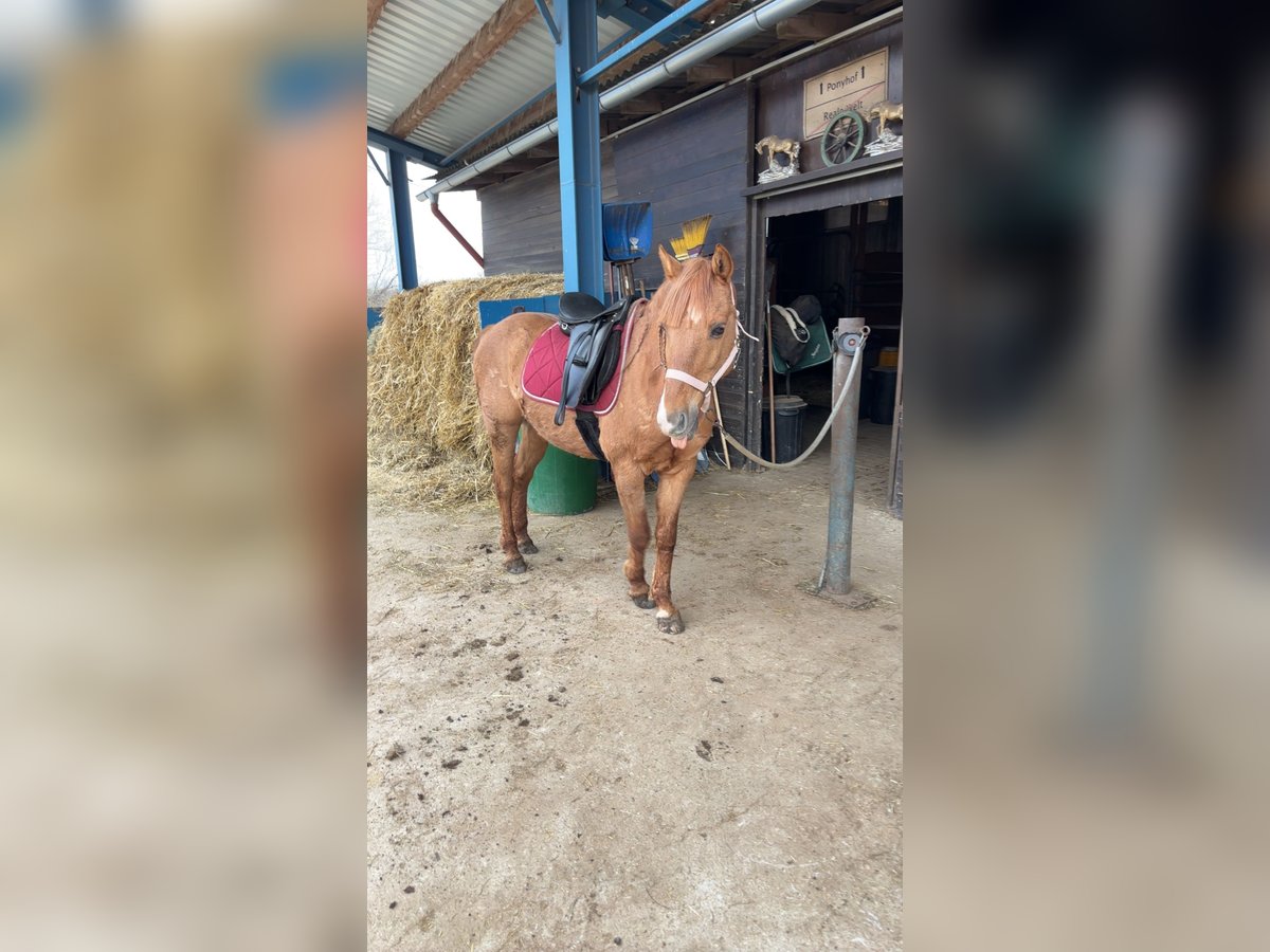 Hucul Blandning Valack 12 år 135 cm Fux in Maissau