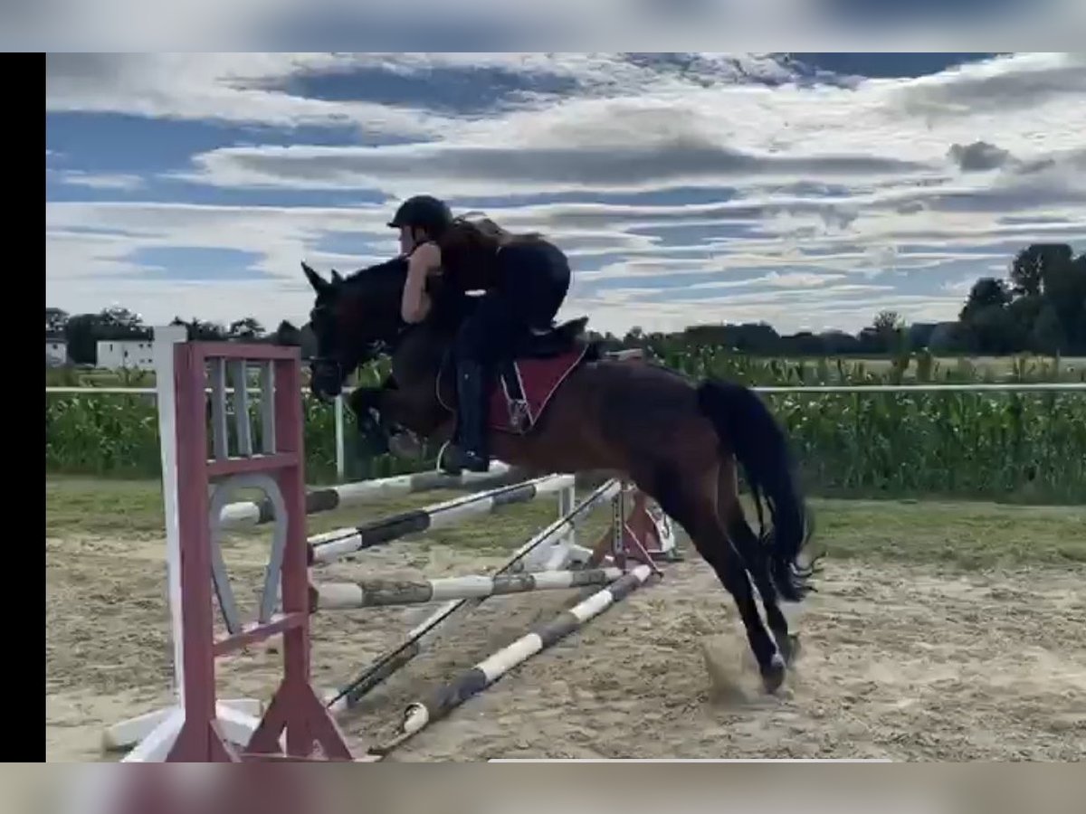 Hucul Valack 12 år 145 cm Brun in St.Pölten