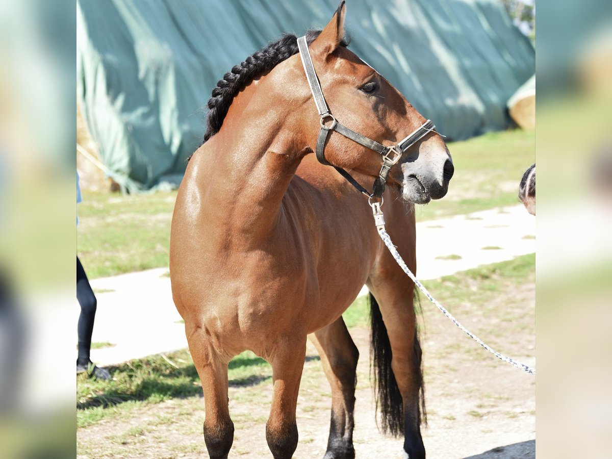 Hucul Blandning Valack 13 år 148 cm Brun in Wien, Donaustadt