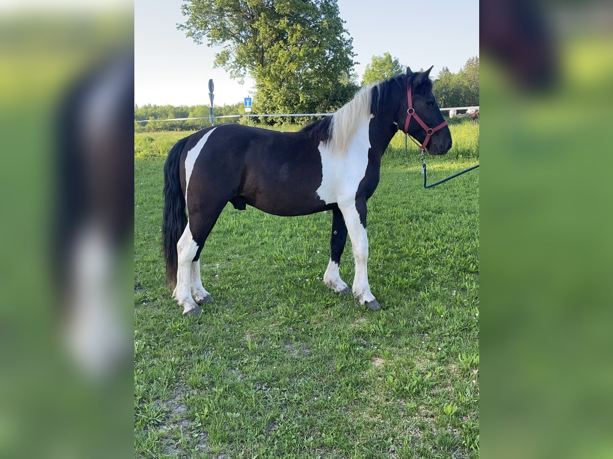 Hucul Blandning Valack 3 år 149 cm Pinto in Fuchstal