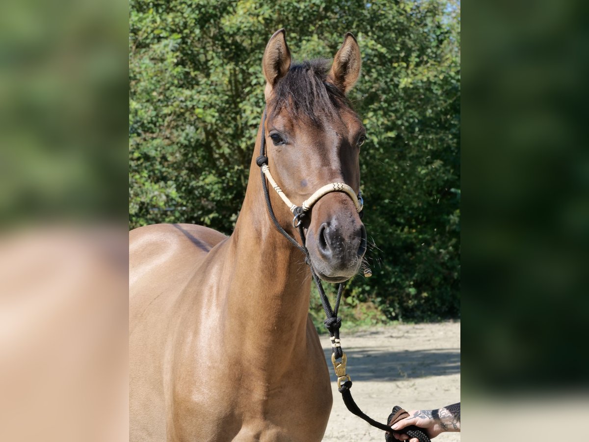 Hucul Blandning Valack 4 år 151 cm Black in WindhagenWindhagen