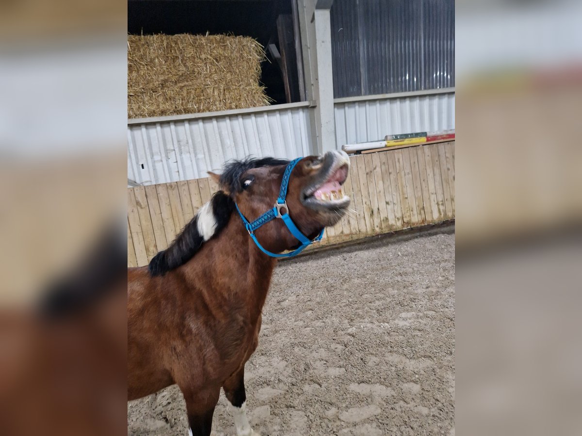 Hucul Valack 5 år 136 cm Pinto in Sasbach