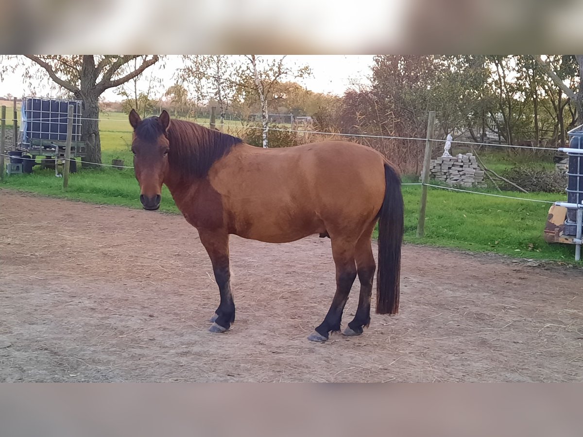 Hucul Valack 6 år 138 cm Brun in Oggau am Neusiedler See