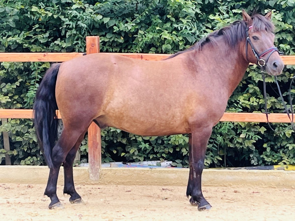 Hucul Valack 9 år 148 cm Mörkbrun in Ursensollen