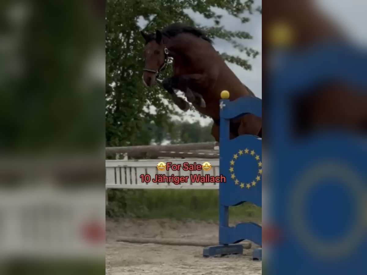 Hungarian Sport Horse Gelding 10 years 15,1 hh Brown in Adlwang