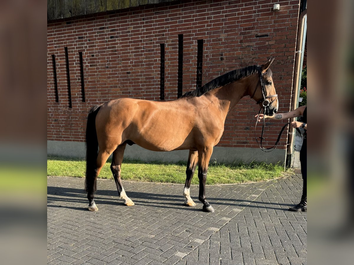 Hungarian Sport Horse Gelding 10 years 16,1 hh Bay-Dark in Isterberg