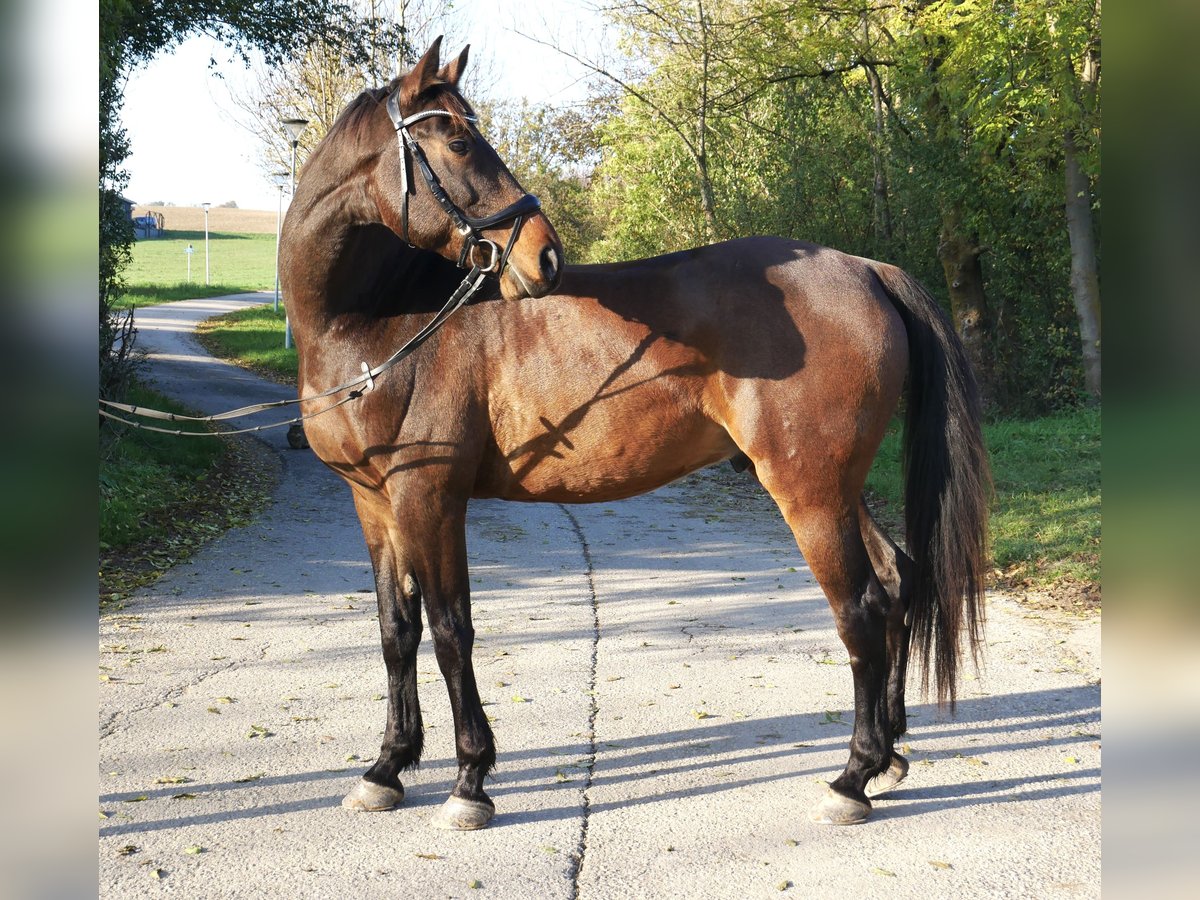 Hungarian Sport Horse Gelding 10 years 16,2 hh Brown in Raipoltenbach