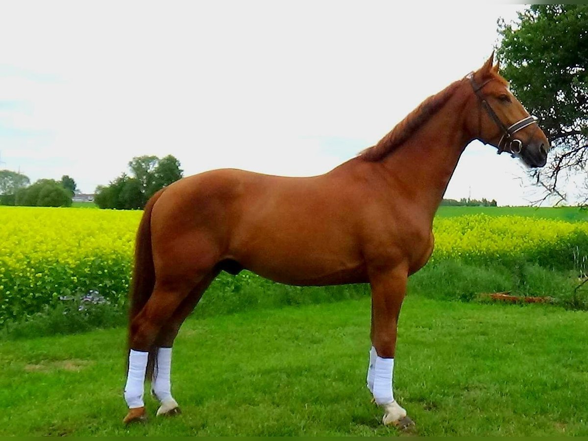 Hungarian Sport Horse Gelding 10 years 16,2 hh Chestnut-Red in Polen