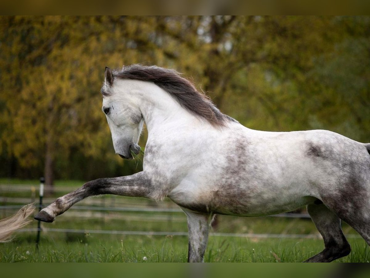 Hungarian Sport Horse Gelding 10 years 16 hh Gray-Dapple in Neuhaus am Inn