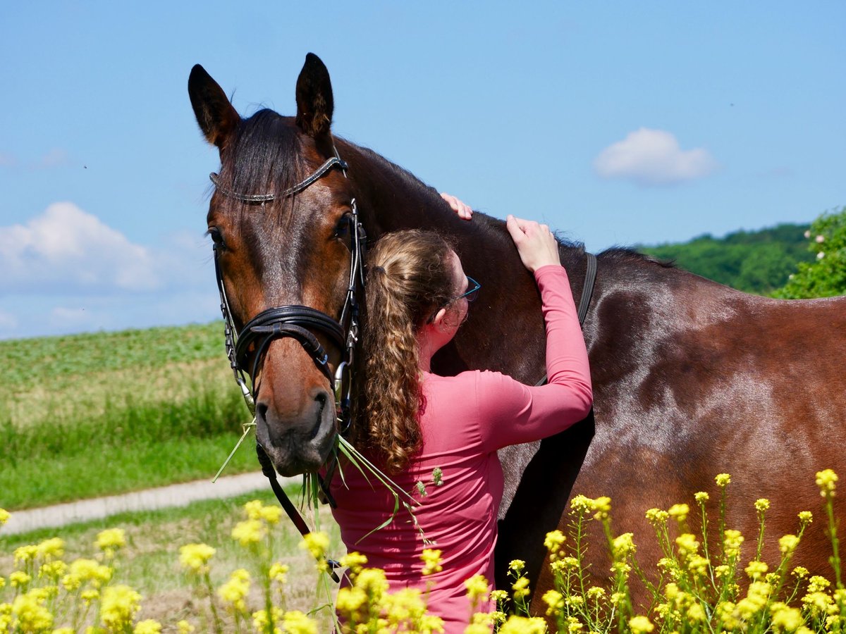 Hungarian Sport Horse Gelding 10 years 16,2 hh Brown in Ebersberg