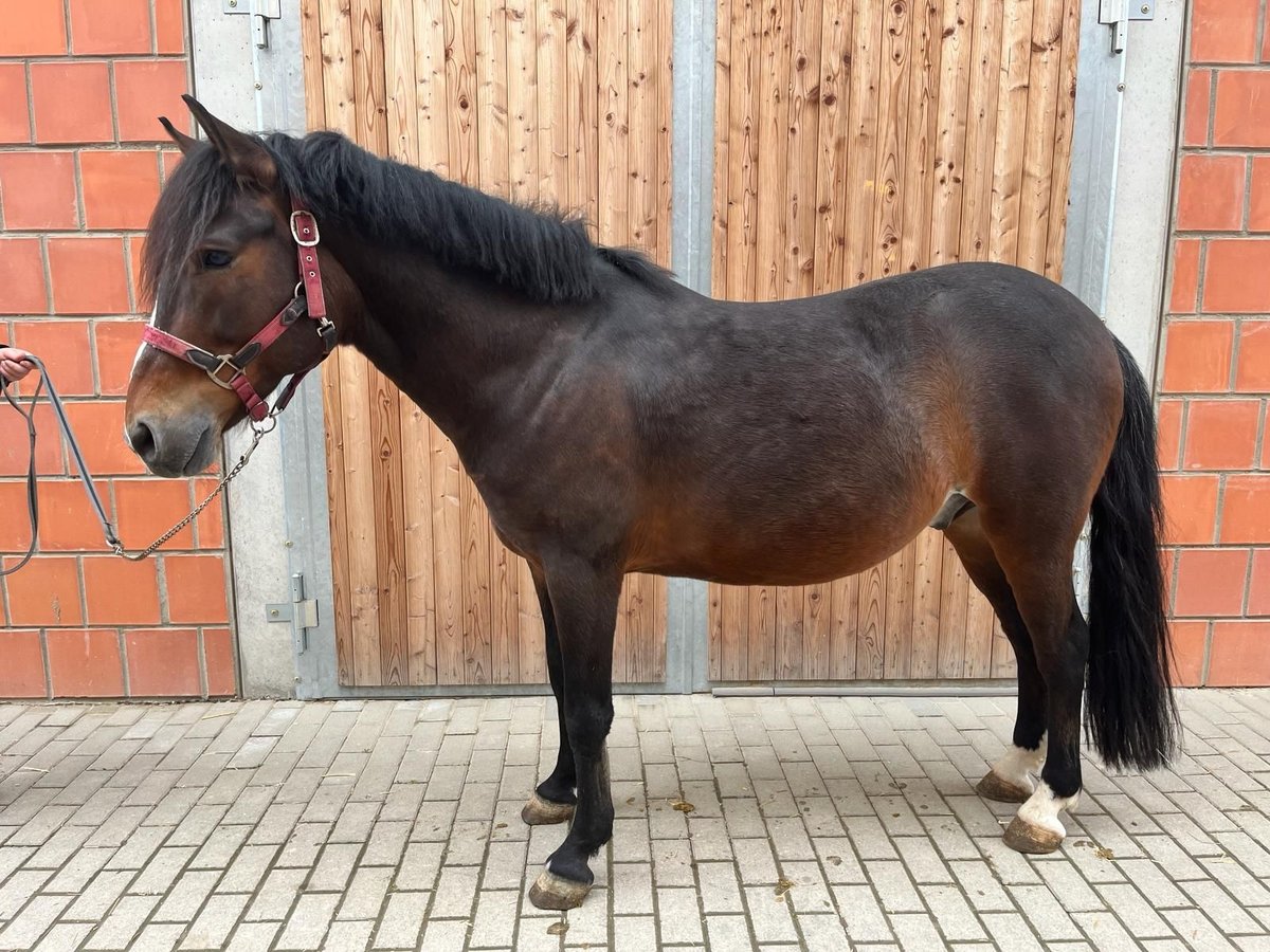 Hungarian Sport Horse Gelding 11 years 13,3 hh Brown in Walldorf