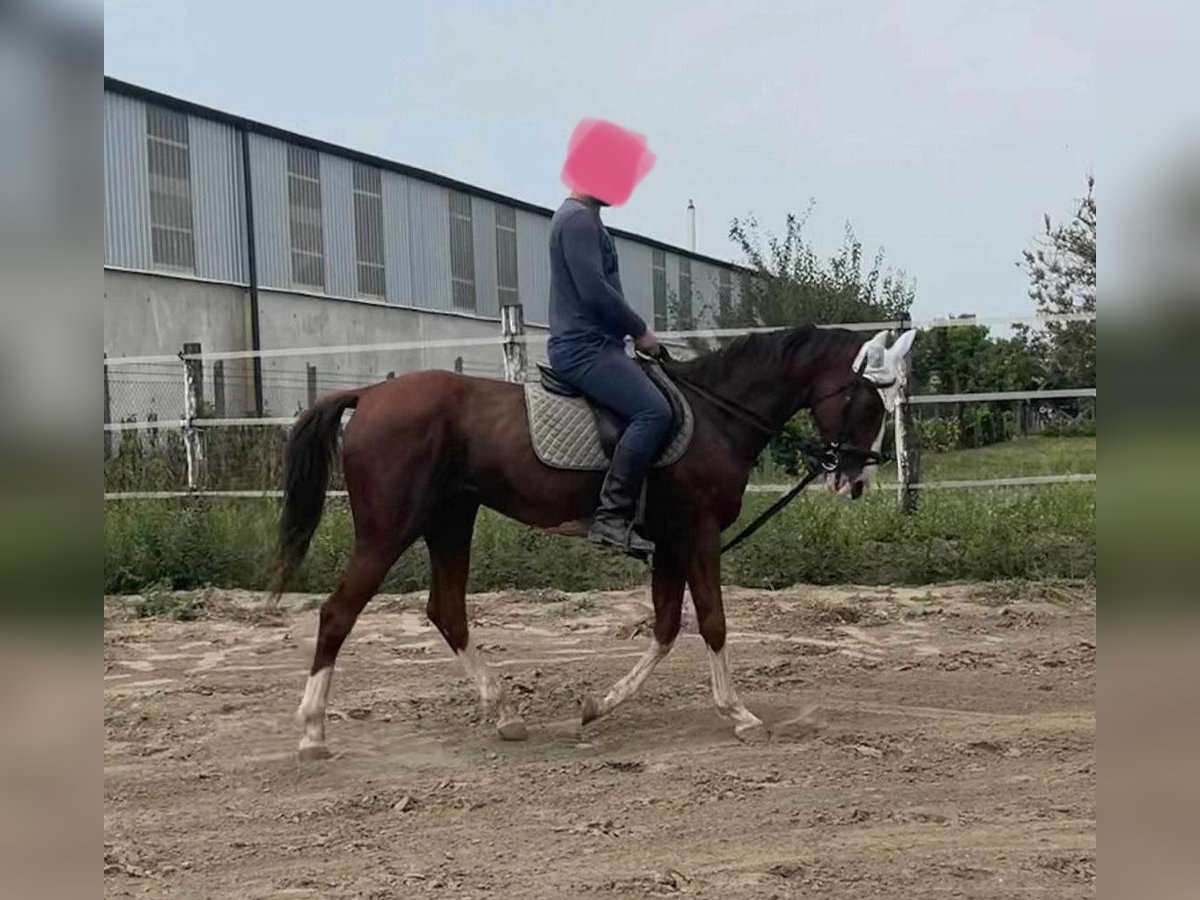 Hungarian Sport Horse Gelding 11 years 15,2 hh Chestnut in Tass