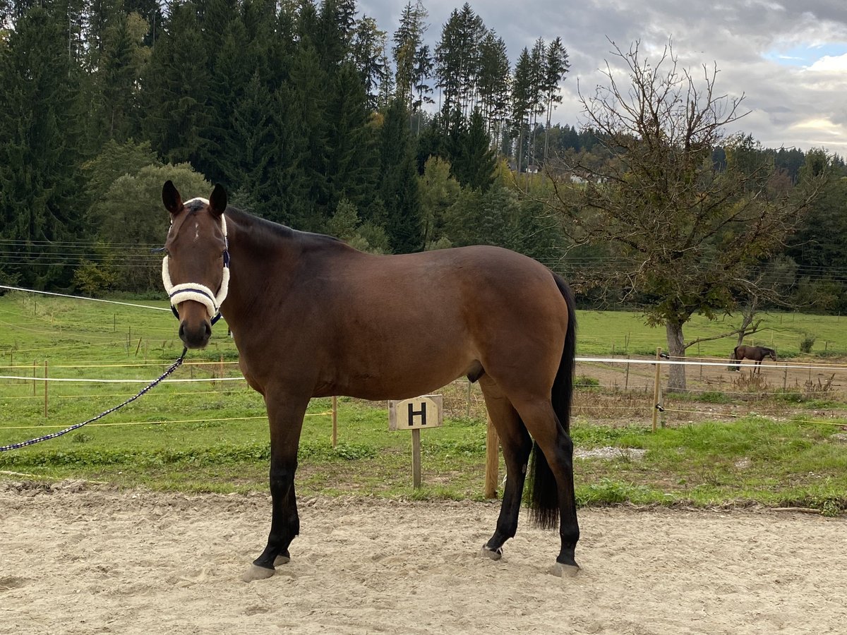 Hungarian Sport Horse Gelding 11 years 16 hh Brown in Graz Hungarian Sport Horse Gelding 11 years 16 hh Brown in Graz
