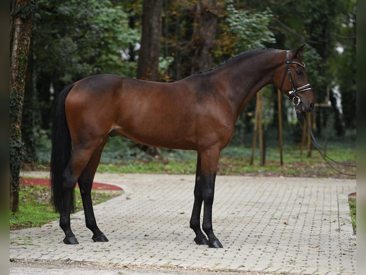 Hungarian Sport Horse Gelding 11 years 16 hh Brown in Königsdorf