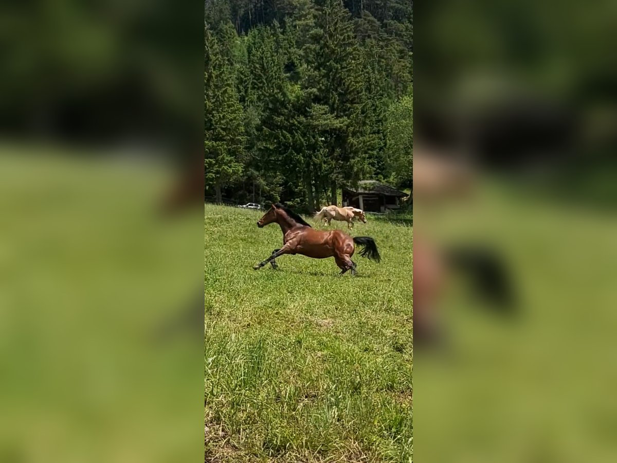 Hungarian Sport Horse Gelding 12 years 15,2 hh Brown in Maurach