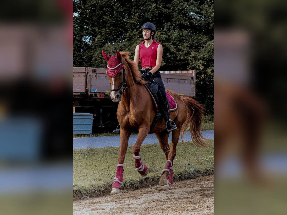 Hungarian Sport Horse Gelding 12 years 15,3 hh Chestnut-Red in Lanzendorf