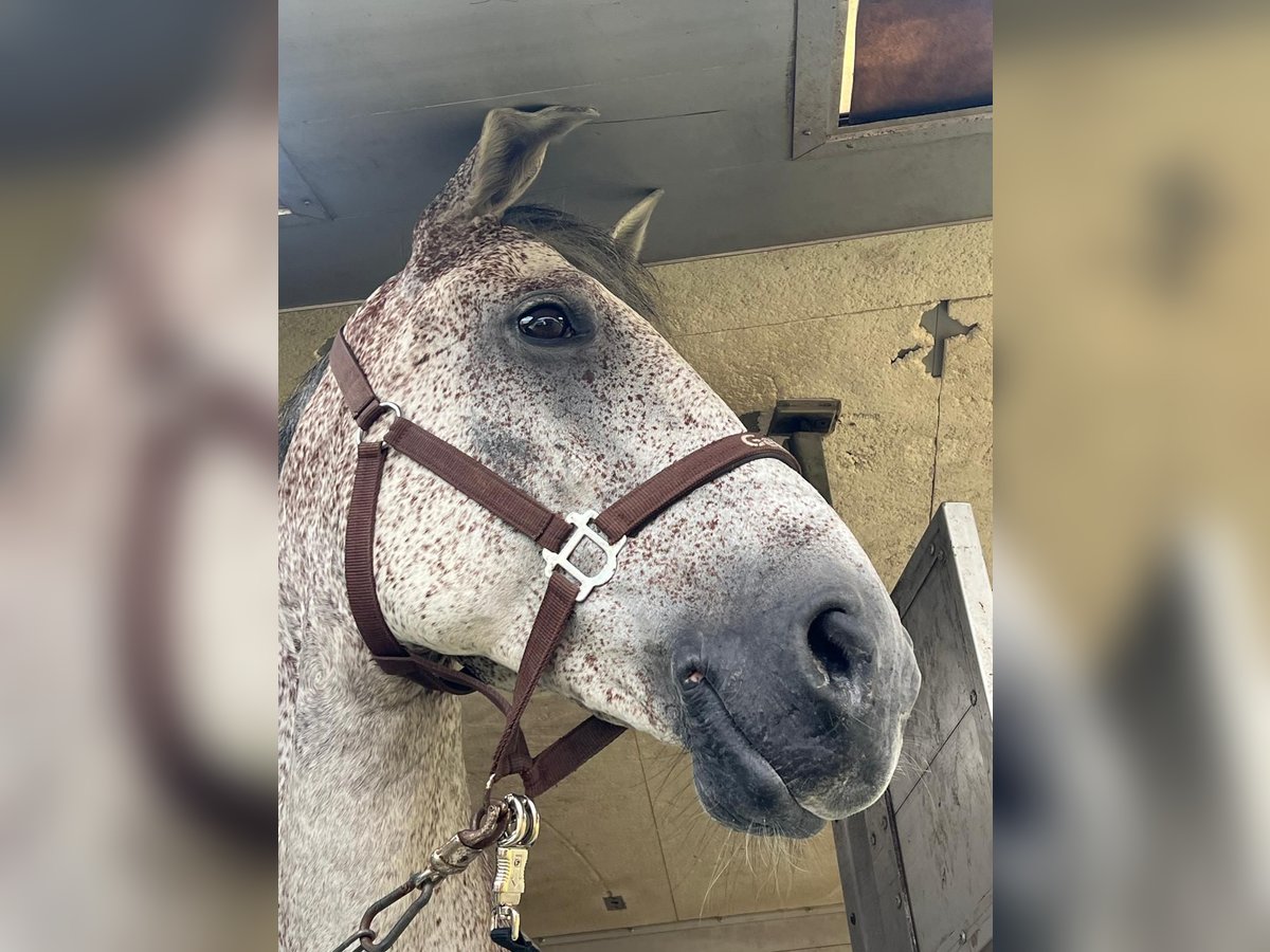 Hungarian Sport Horse Gelding 12 years Gray-Fleabitten in Sonceboz