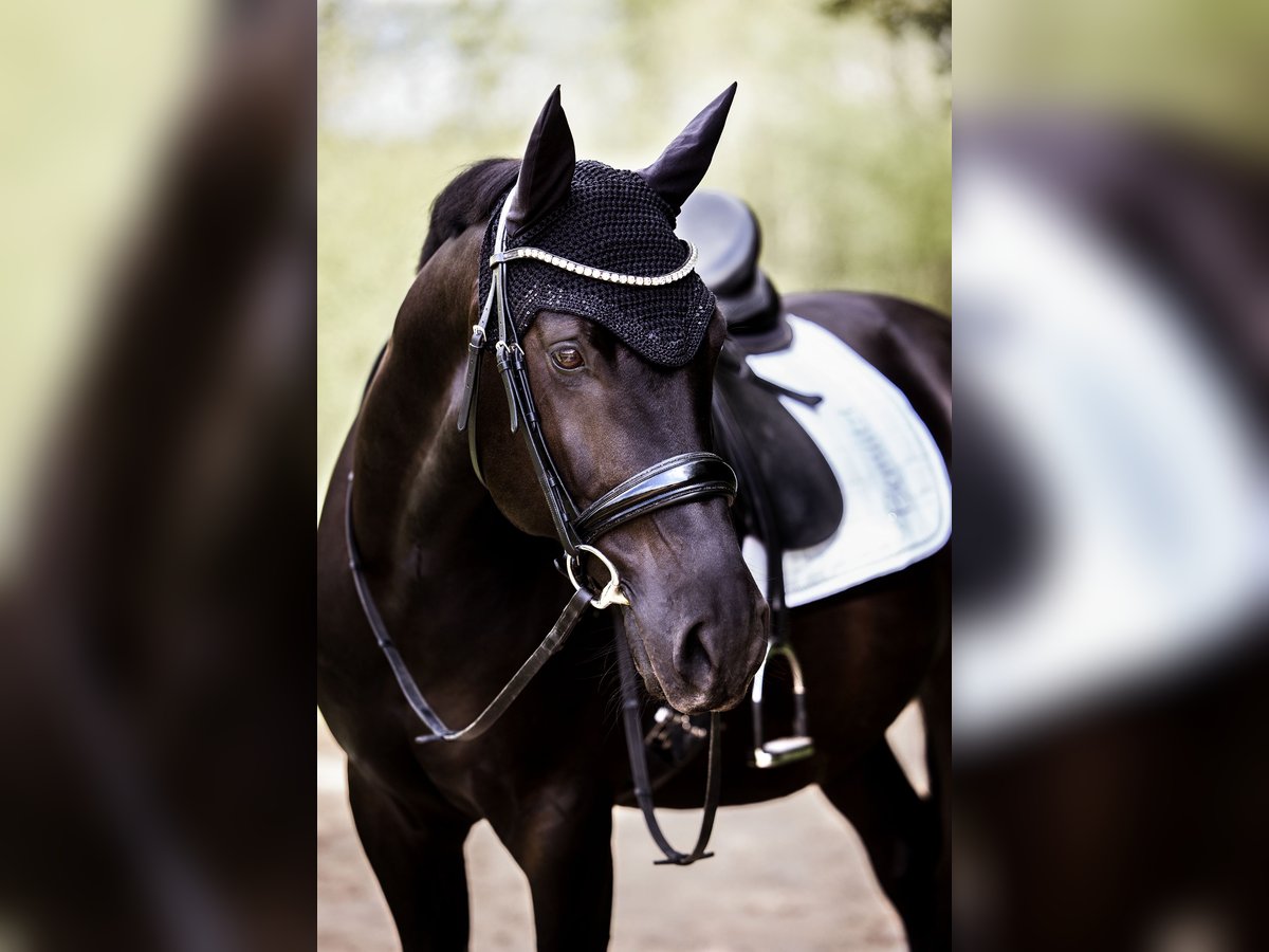 Hungarian Sport Horse Mix Gelding 13 years 15 hh Black in Neuching