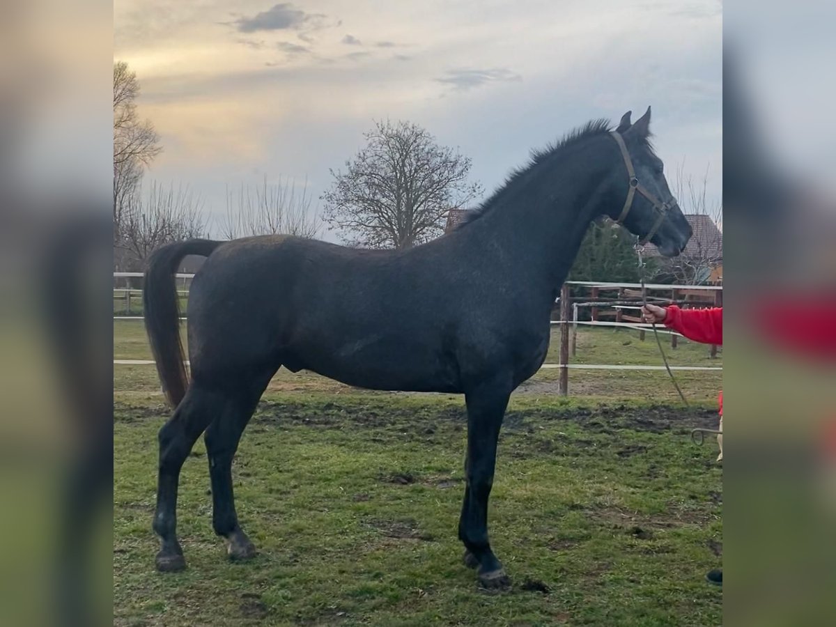 Hungarian Sport Horse Gelding 13 years 16 hh Gray in Tass