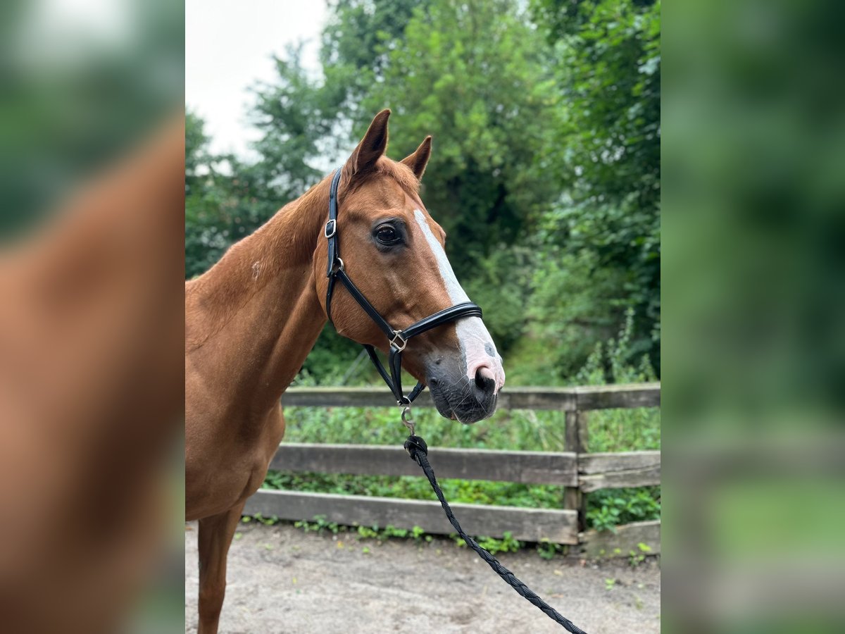 Hungarian Sport Horse Gelding 14 years 16 hh Chestnut-Red in Berlin