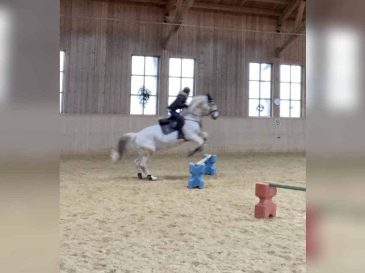 Hungarian Sport Horse Gelding 14 years Gray-Fleabitten in Waldkraiburg