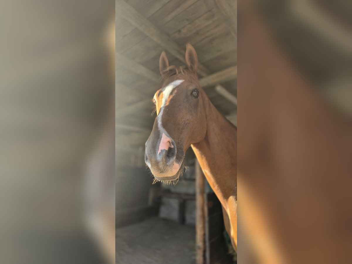 Hungarian Sport Horse Gelding 15 years 15,1 hh Chestnut-Red in Leverkusen