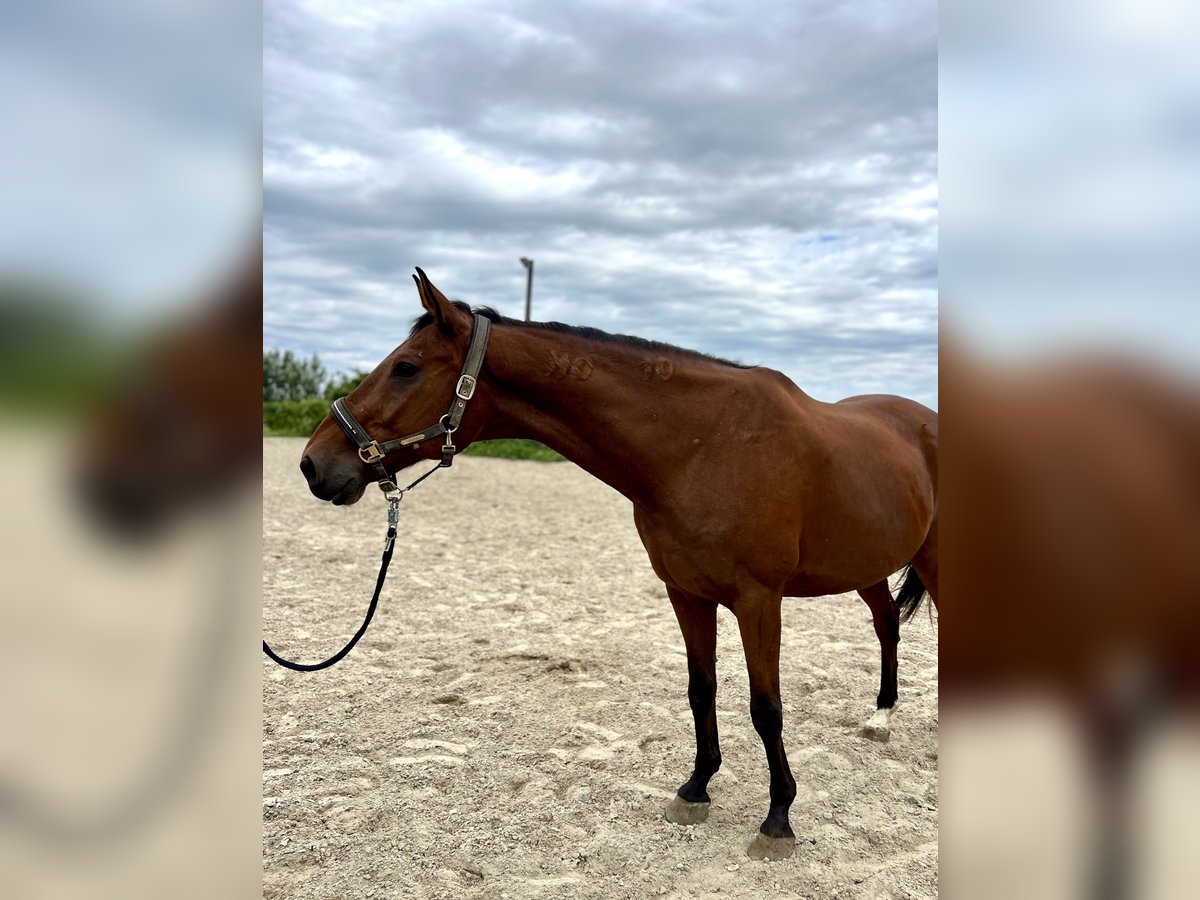 Hungarian Sport Horse Gelding 15 years 15,2 hh Brown in Stockerau