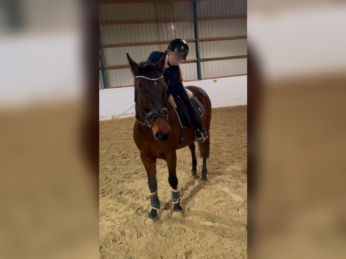 Hungarian Sport Horse Gelding 15 years 16,2 hh Brown in Amstetten