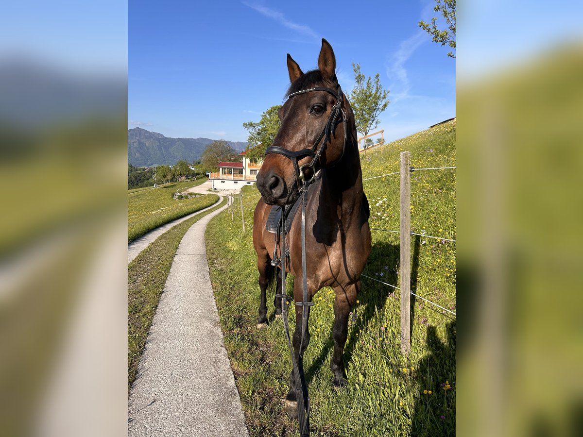 Hungarian Sport Horse Mix Gelding 15 years 16 hh Bay-Dark in Schlierbach