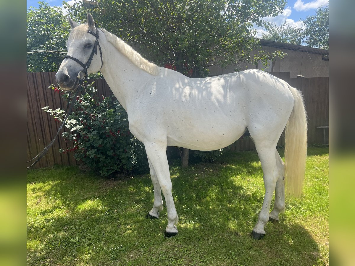 Hungarian Sport Horse Gelding 16 years 16,1 hh White in Nàdasd