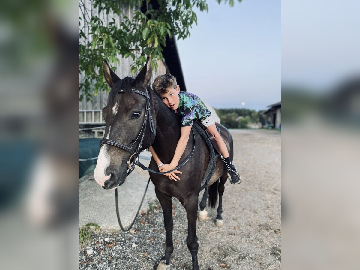 Hungarian Sport Horse Gelding 17 years 14,2 hh Brown in Rosenheim