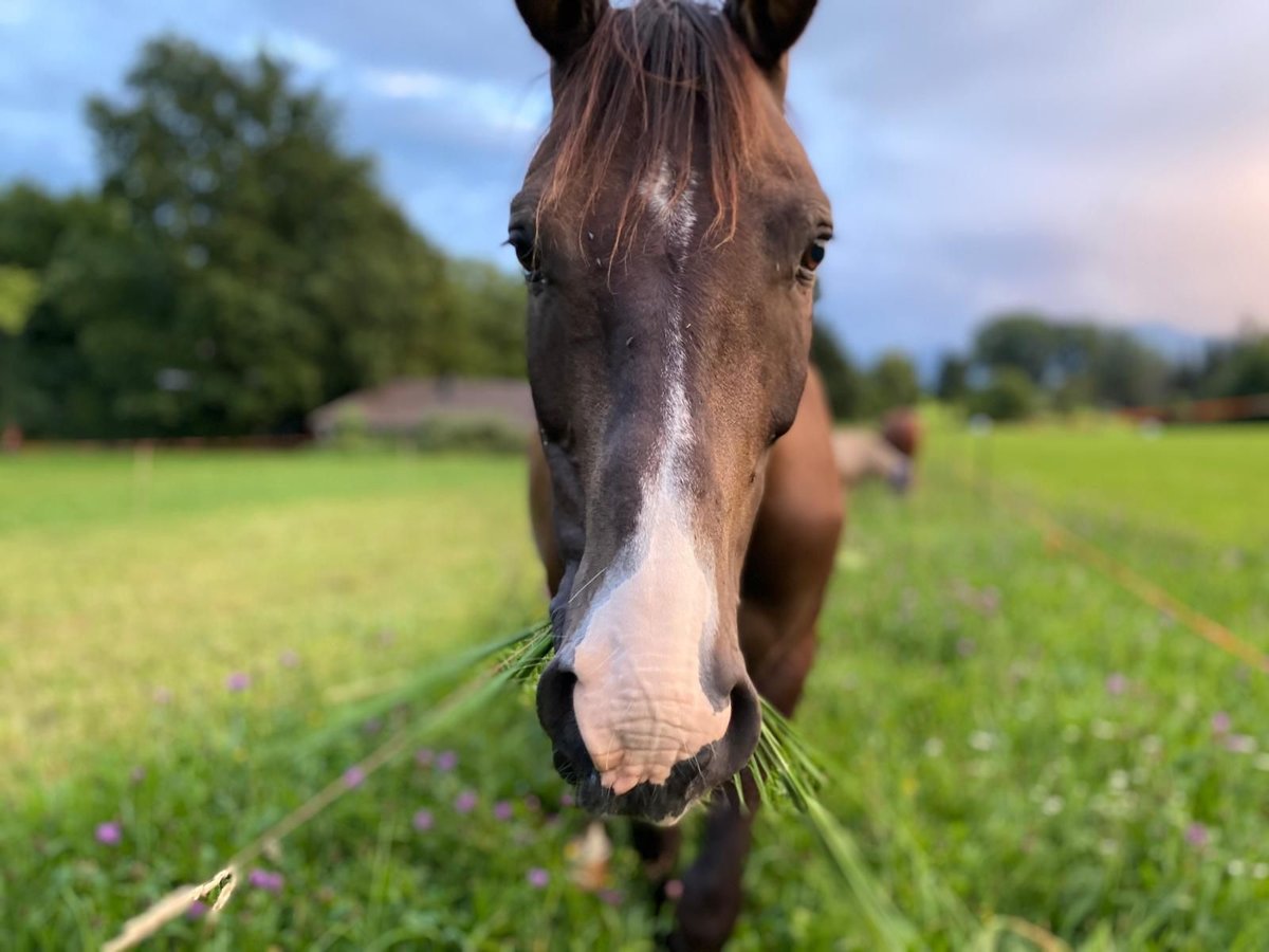Hungarian Sport Horse Gelding 17 years 14,2 hh Brown in Rosenheim
