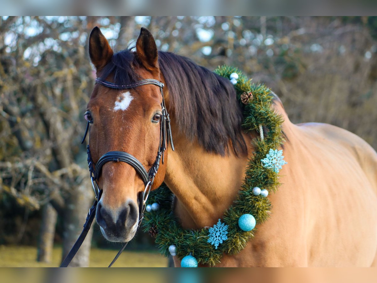 Hungarian Sport Horse Gelding 18 years 16 hh Brown in Götzendorf an der Leitha