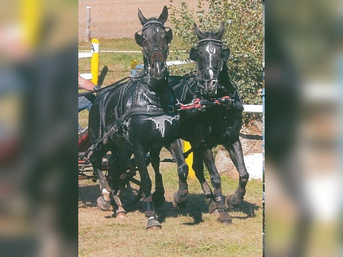 Hungarian Sport Horse Gelding 19 years 16 hh Black in Allhartsberg