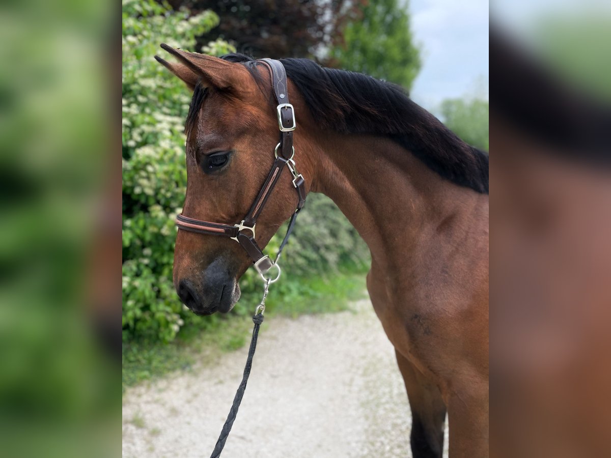 Hungarian Sport Horse Gelding 1 year 15 hh Bay in Csabdi