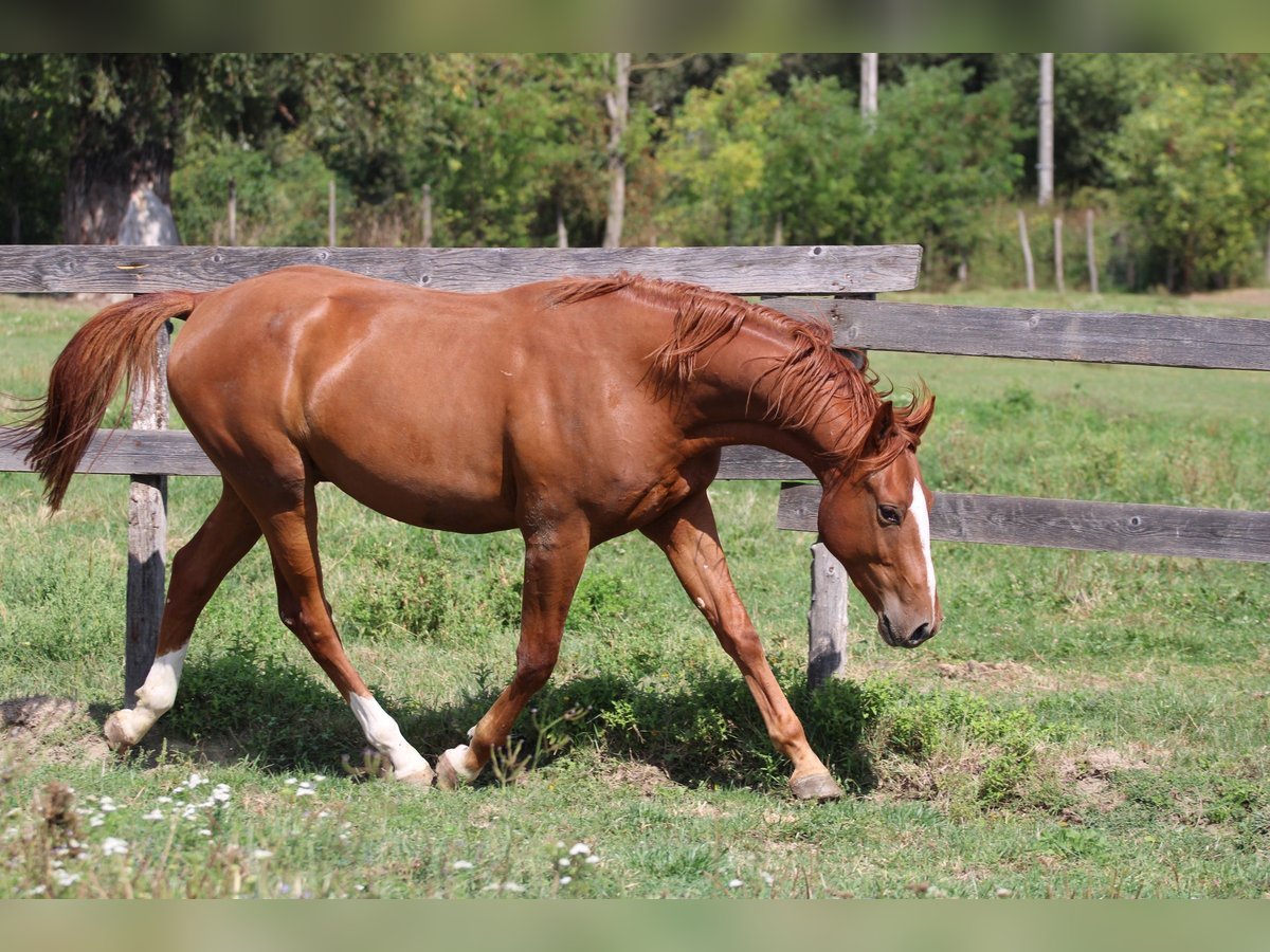 Hungarian Sport Horse Gelding 2 years 15,2 hh Chestnut in Écs