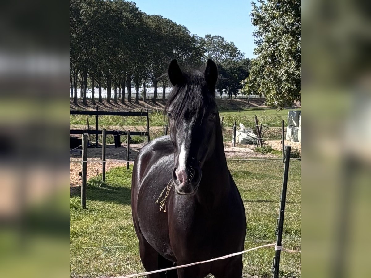 Hungarian Sport Horse Mix Gelding 3 years 14 hh Black in Oostvoorne