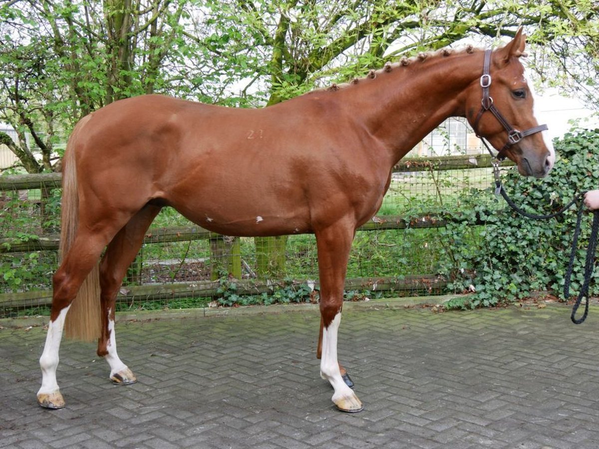 Hungarian Sport Horse Gelding 3 years 15,1 hh Chestnut-Red in Dorsten