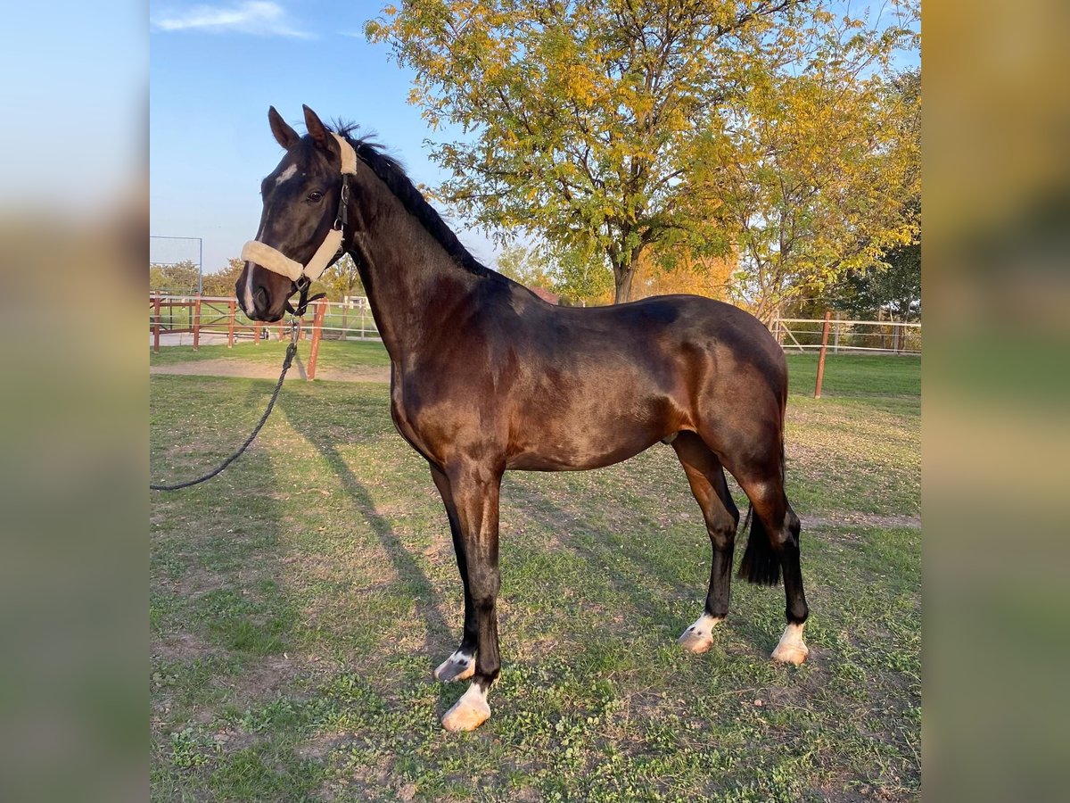 Hungarian Sport Horse Gelding 3 years 15,2 hh Bay in Tass