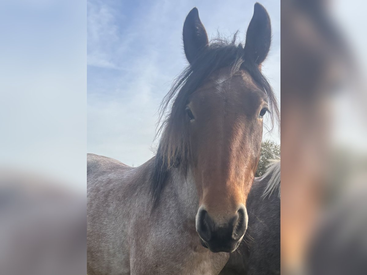 Hungarian Sport Horse Gelding 3 years 15 hh Roan-Bay in Zwartewaal