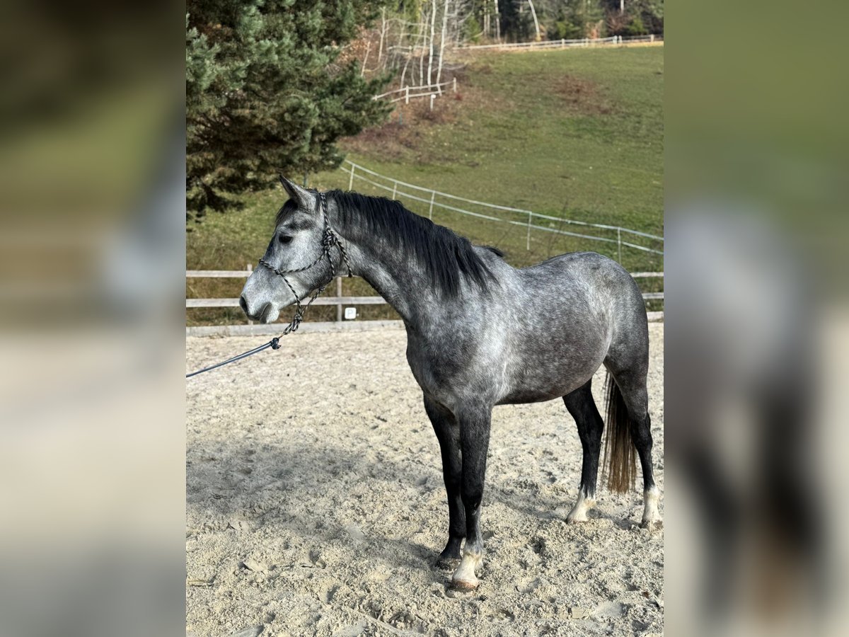 Hungarian Sport Horse Gelding 3 years 15,2 hh Grey in K&#xF6;flach