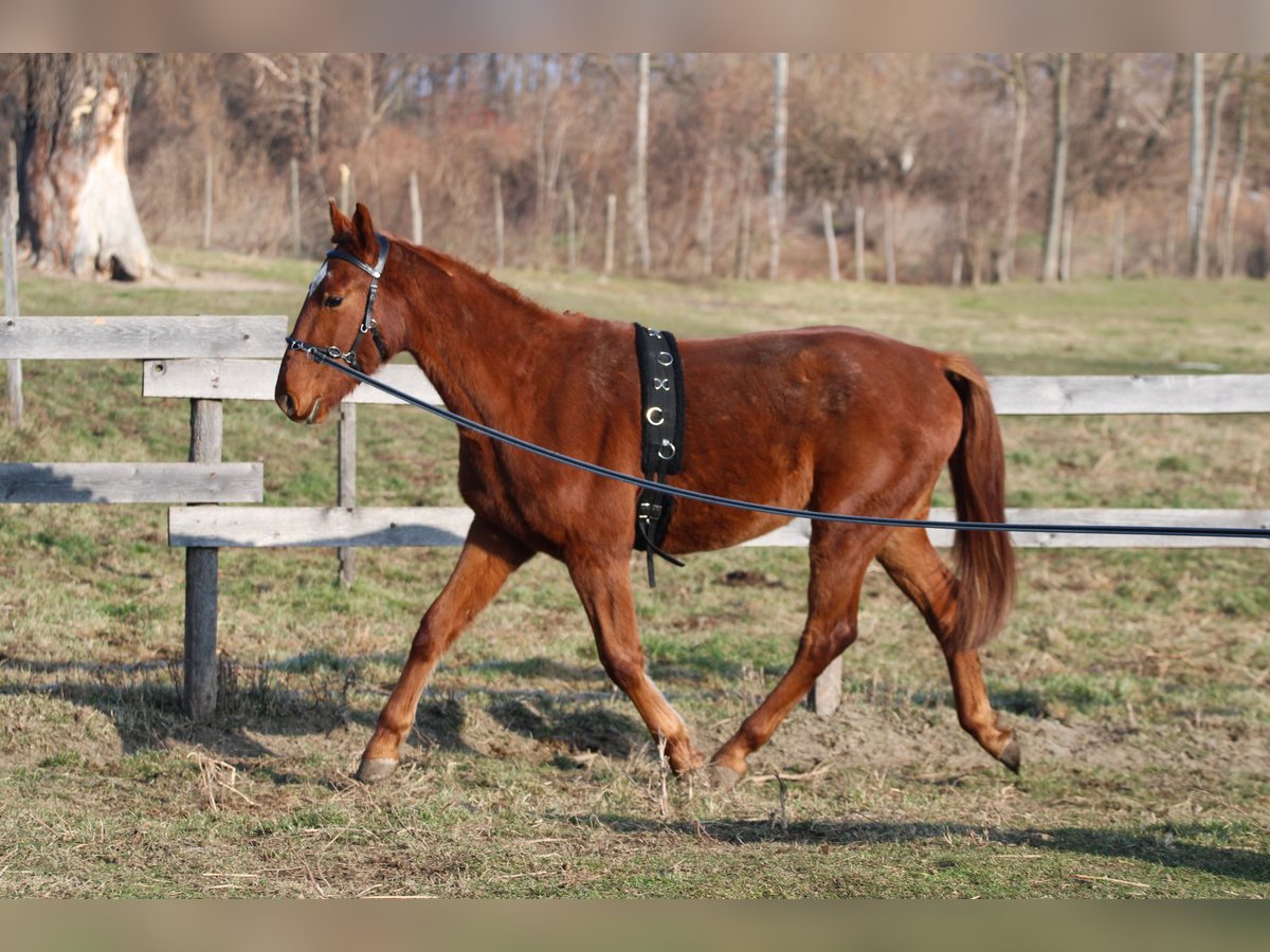 Hungarian Sport Horse Gelding 3 years 16,1 hh Chestnut in Écs