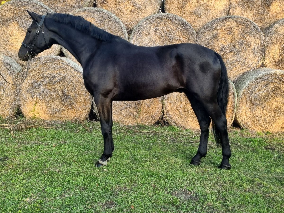 Hungarian Sport Horse Gelding 3 years 16,2 hh Black in Békés