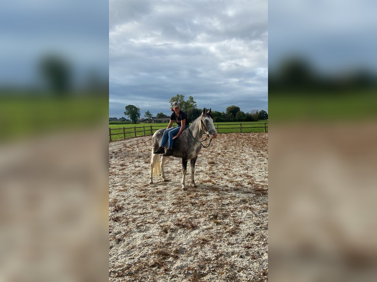 Hungarian Sport Horse Mix Gelding 4 years 13,1 hh Pinto in Lunteren