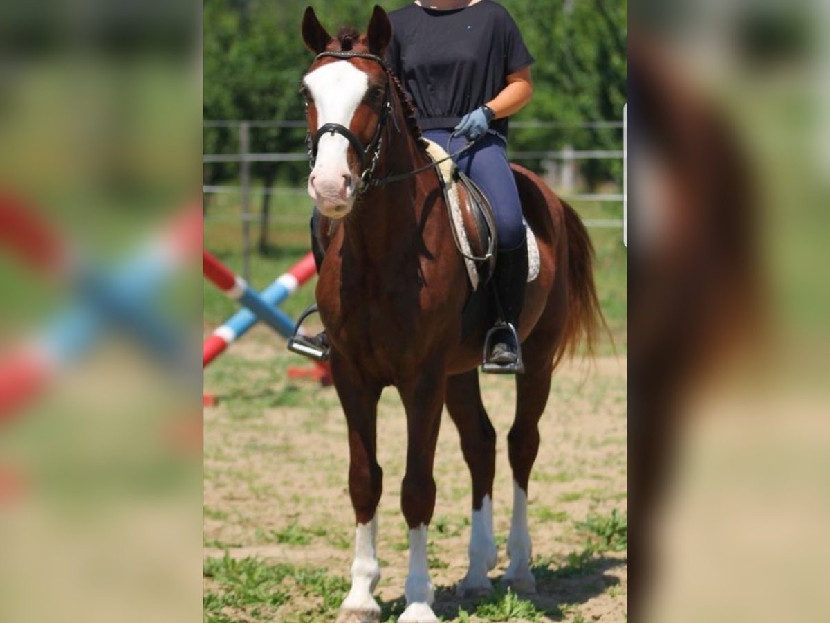 Hungarian Sport Horse Mix Gelding 4 years 14,3 hh Chestnut-Red in Berlin