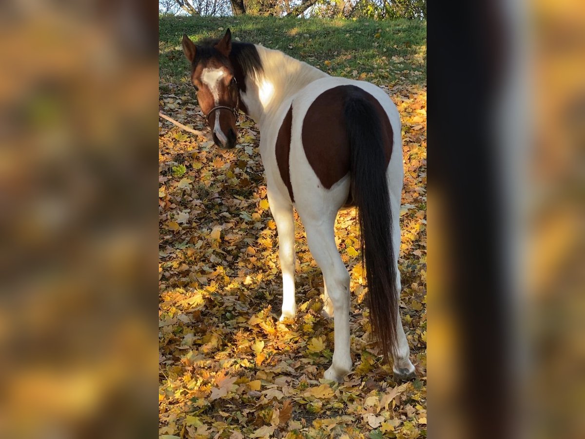 Hungarian Sport Horse Mix Gelding 4 years 14 hh Pinto in Matzersdorf