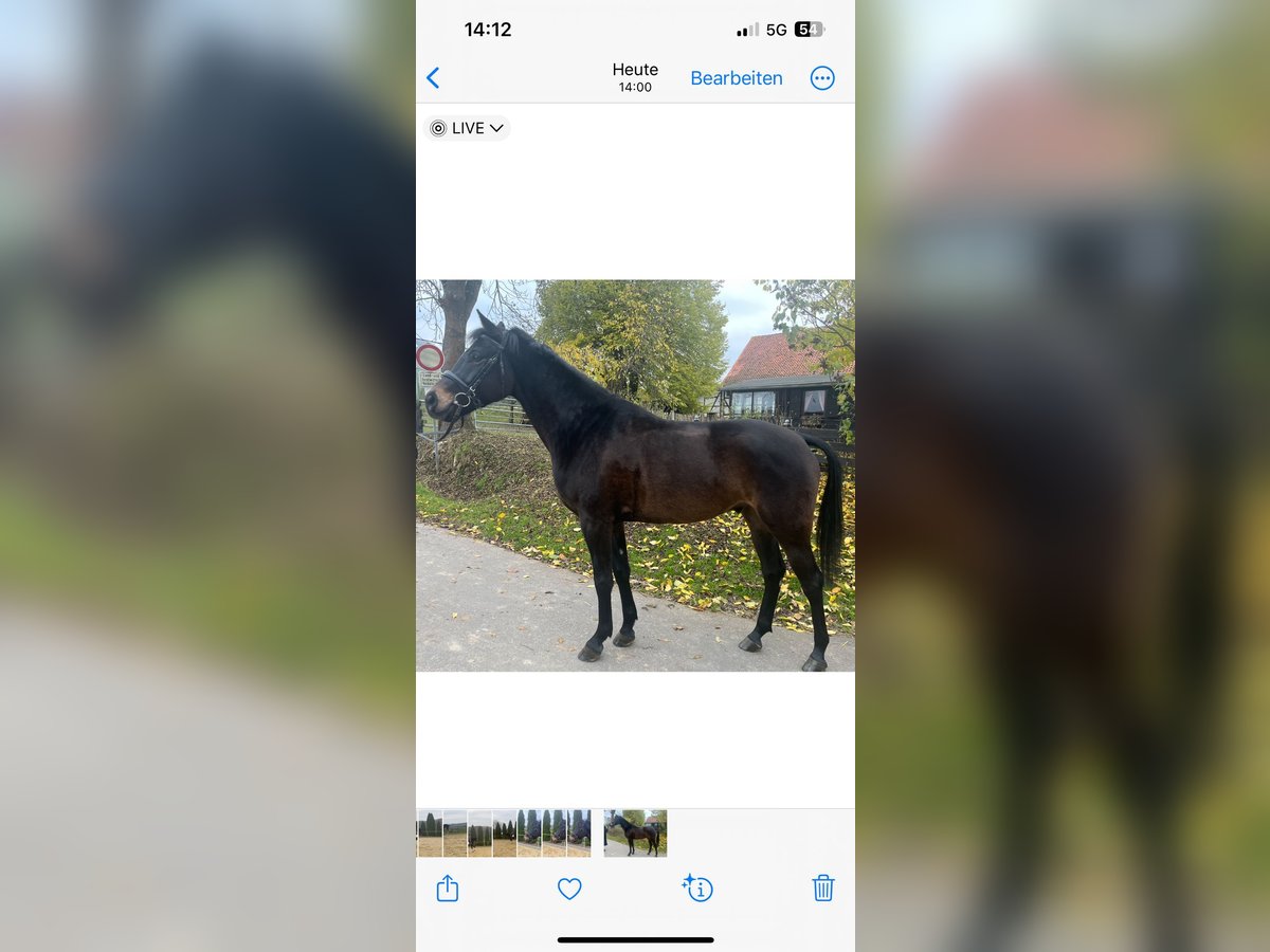 Hungarian Sport Horse Gelding 4 years 15,2 hh Bay-Dark in Einbeck