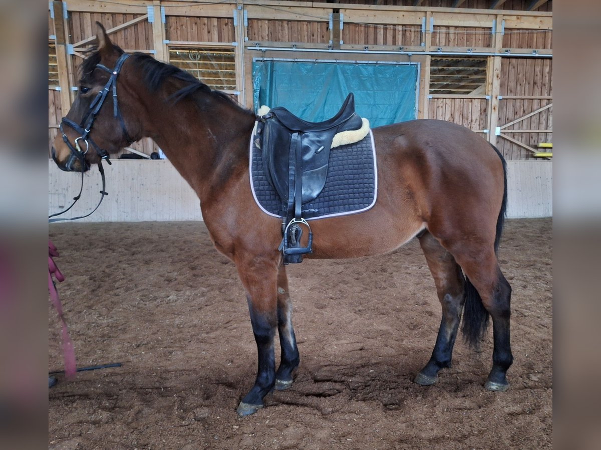 Hungarian Sport Horse Gelding 4 years 15,2 hh Bay-Dark in Traßnitz