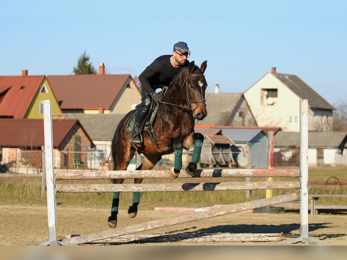 Hungarian Sport Horse Gelding 4 years 15,2 hh Bay-Dark in Réde