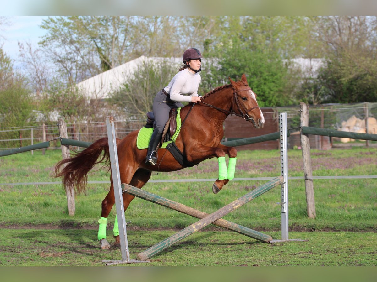Hungarian Sport Horse Gelding 4 years 15,2 hh Chestnut in Győr